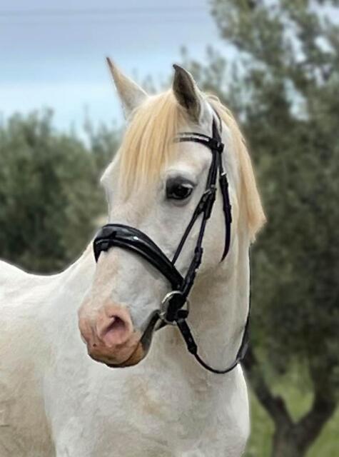 Bridon dressage Anky anatomique noir con