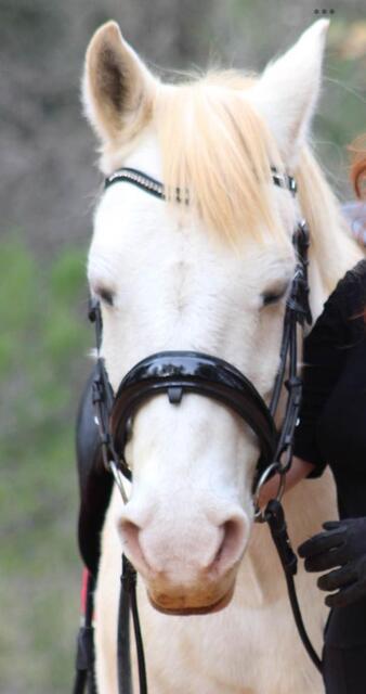 Bridon dressage Anky anatomique noir con