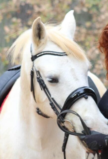 Bridon dressage Anky anatomique noir con