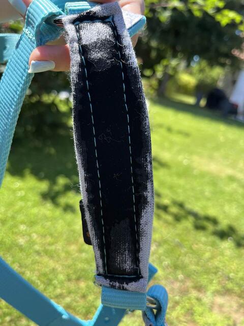 licol bleu
