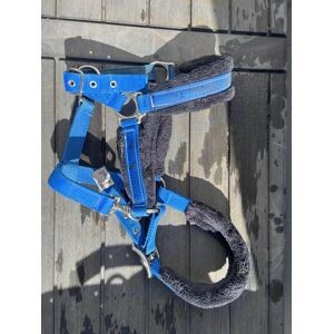 Licol bleu électrique