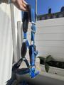 Licol bleu électrique