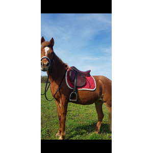 selle horse impact 17pouces