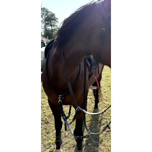 Collier de chasse + martingale Antares