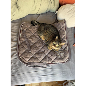 Tapis dressage Eskadron gris clair