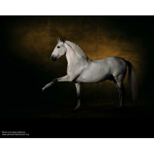 livre Les chevaux