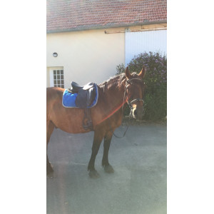 Tapis de dressage