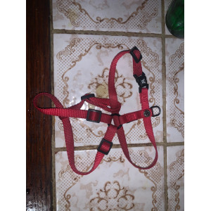 Collier chien