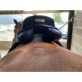 Selle Zaldi Ledyard