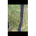 Fourreau sangle 125