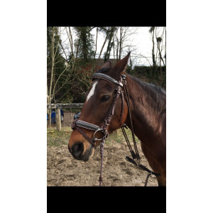 Bridon MY8 Cob