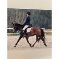 veste Pikeur bleu marine