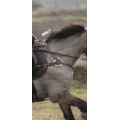 Collier chasse 5 poids