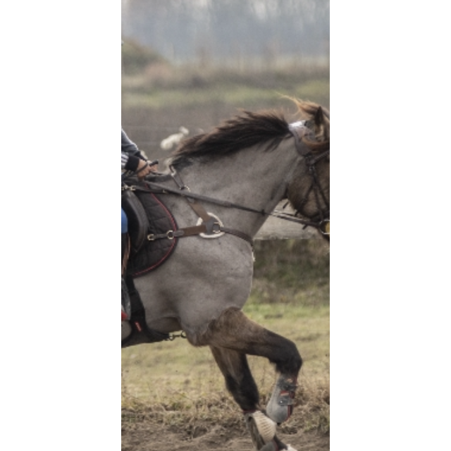 Collier chasse 5 poids