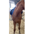 Etriers free jump soft up pro + ultra gripp
