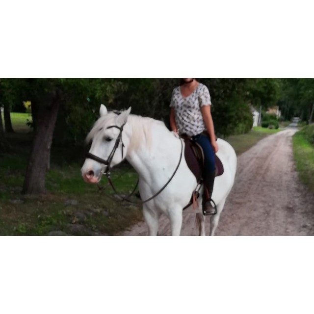 Filet Döbert Classic Full Droit