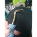 Cure pied
