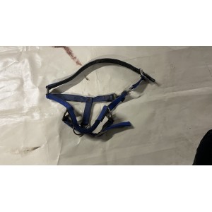 Licol bleu