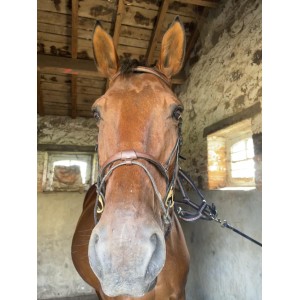Filet chetak taille cheval havane