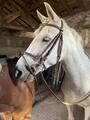 Filet chetak taille cheval havane