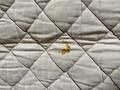 Lot de 4 tapis taille poney A/Shetland