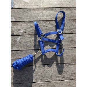 Licol bleu roi