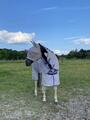 Couverture anti mouches horsewear