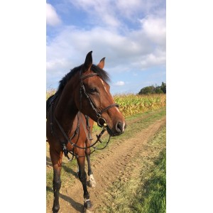 Bridon protanner cob
