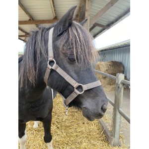 Licol gris poney