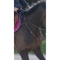Collier de chasse Horse'in