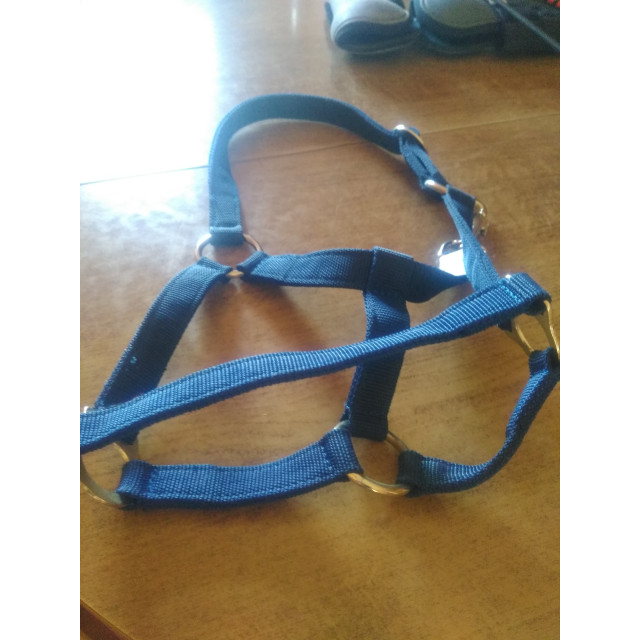 Licol poney bleu marine