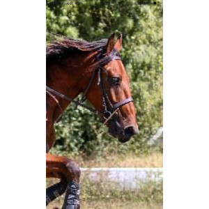 Filet Riding World