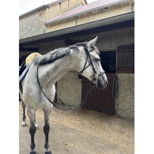 Hackamore Dyon