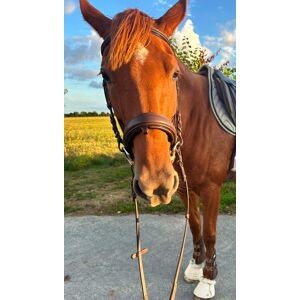 Bridon Stationata Pull-Back cuir souple (cob)