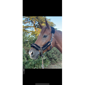 licol Equestrian Stockholm